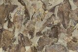 Fossil Fish (Gosiutichthys) Mortality Plate - Wyoming #357182-1